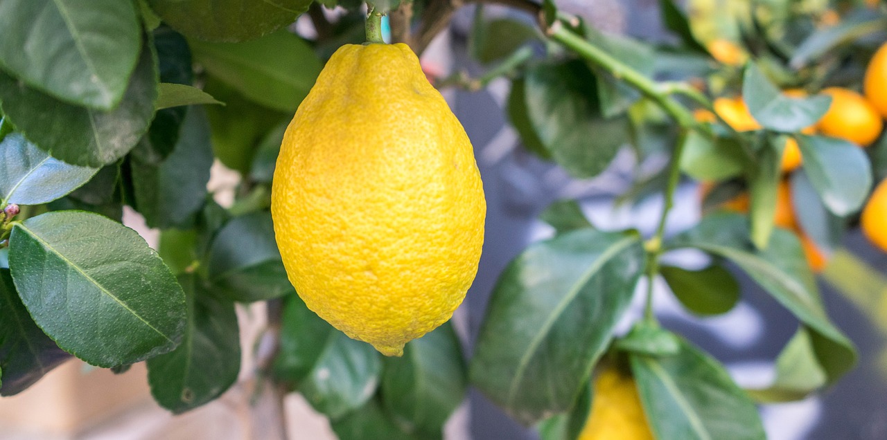 lemon fruit outdoor free photo