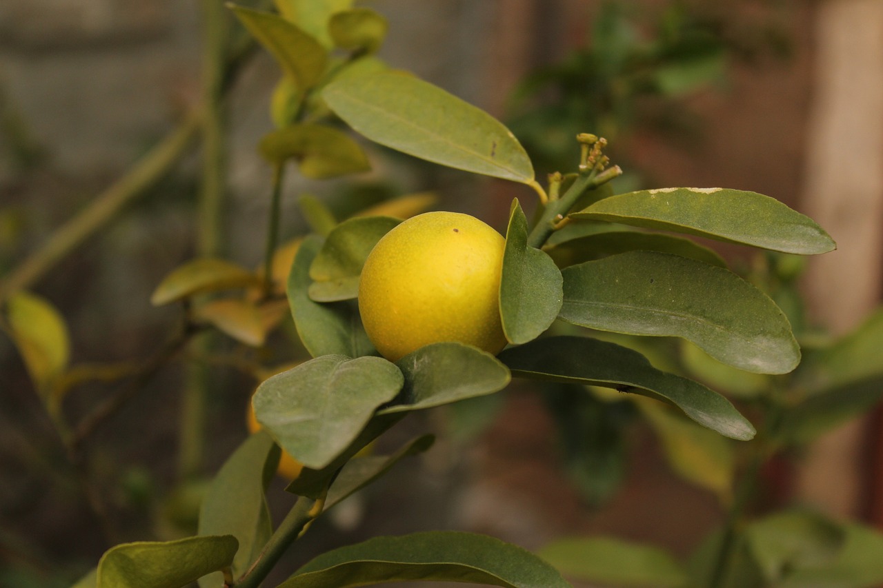 lemon citrus lemon plant free photo
