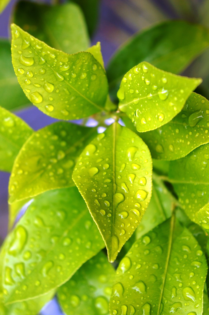 lemon plant drops free photo