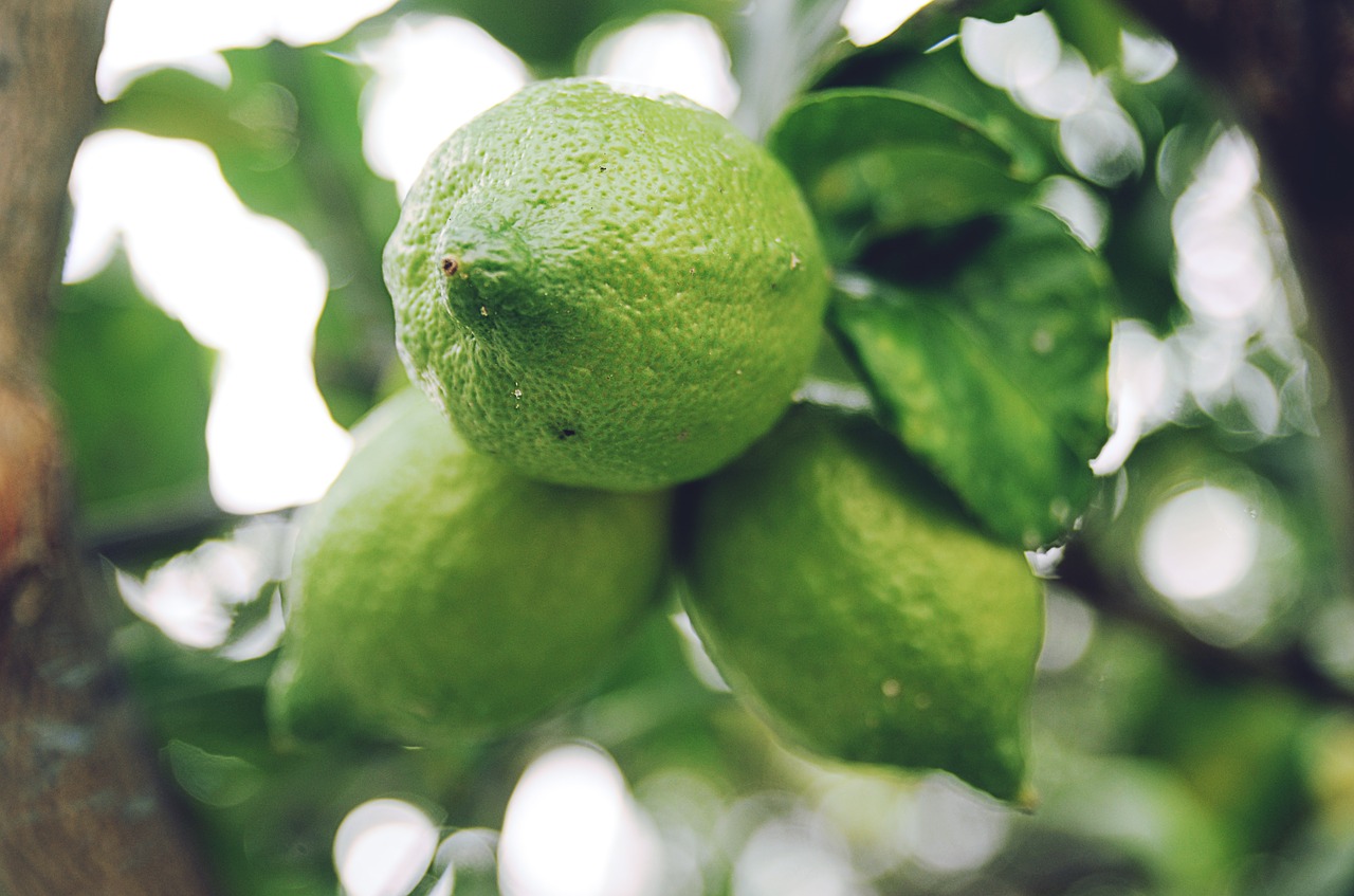 lemon fruit citrus free photo