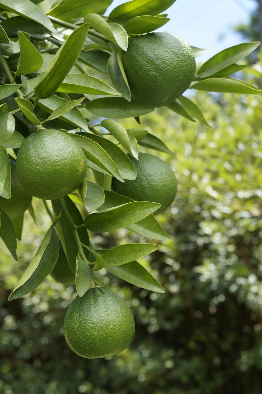 lemon fruit free pictures free photo