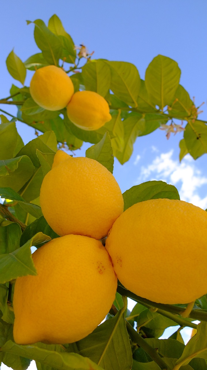 lemon macro fruit free photo