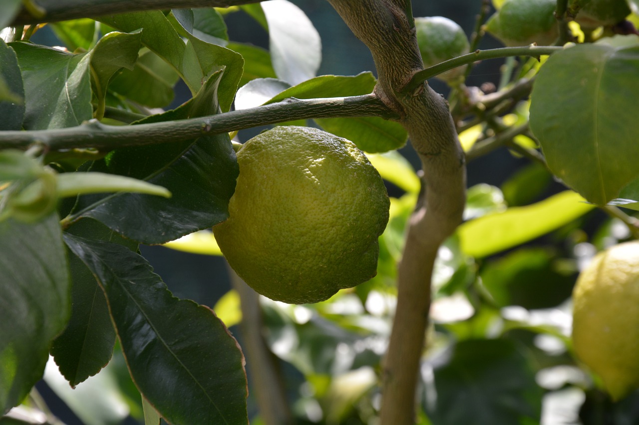 lemon lemon plant leaves free photo