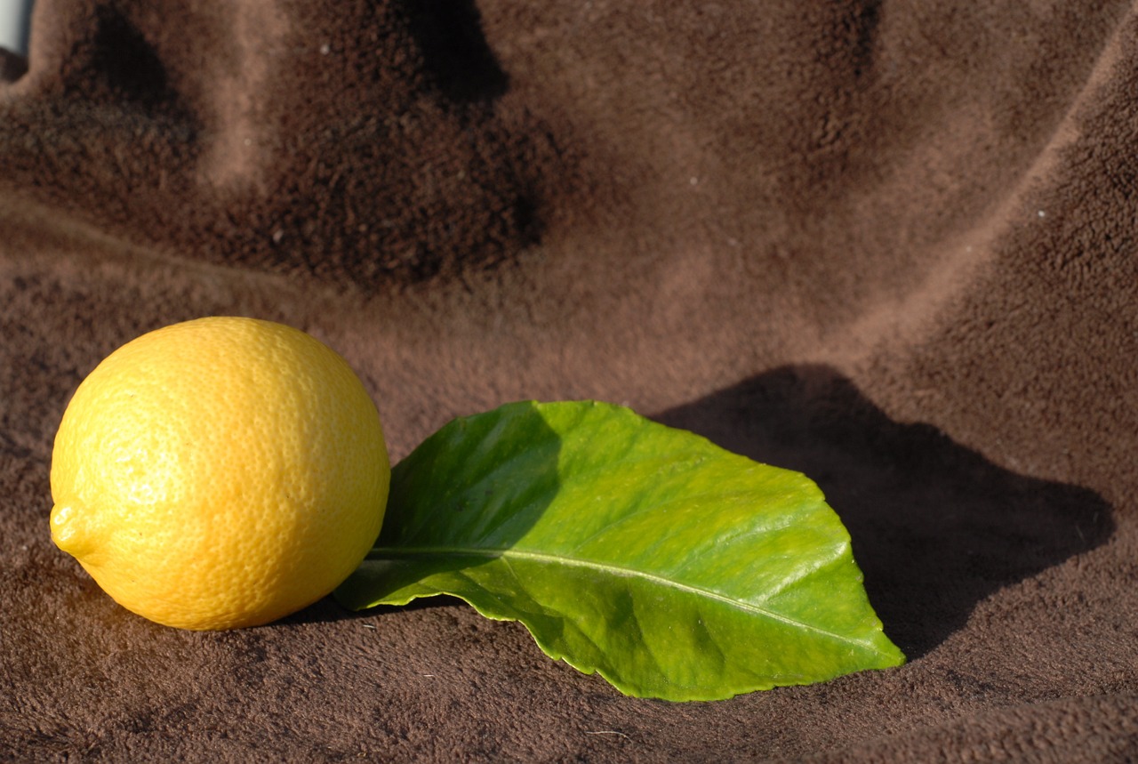 lemon yellow citrus free photo