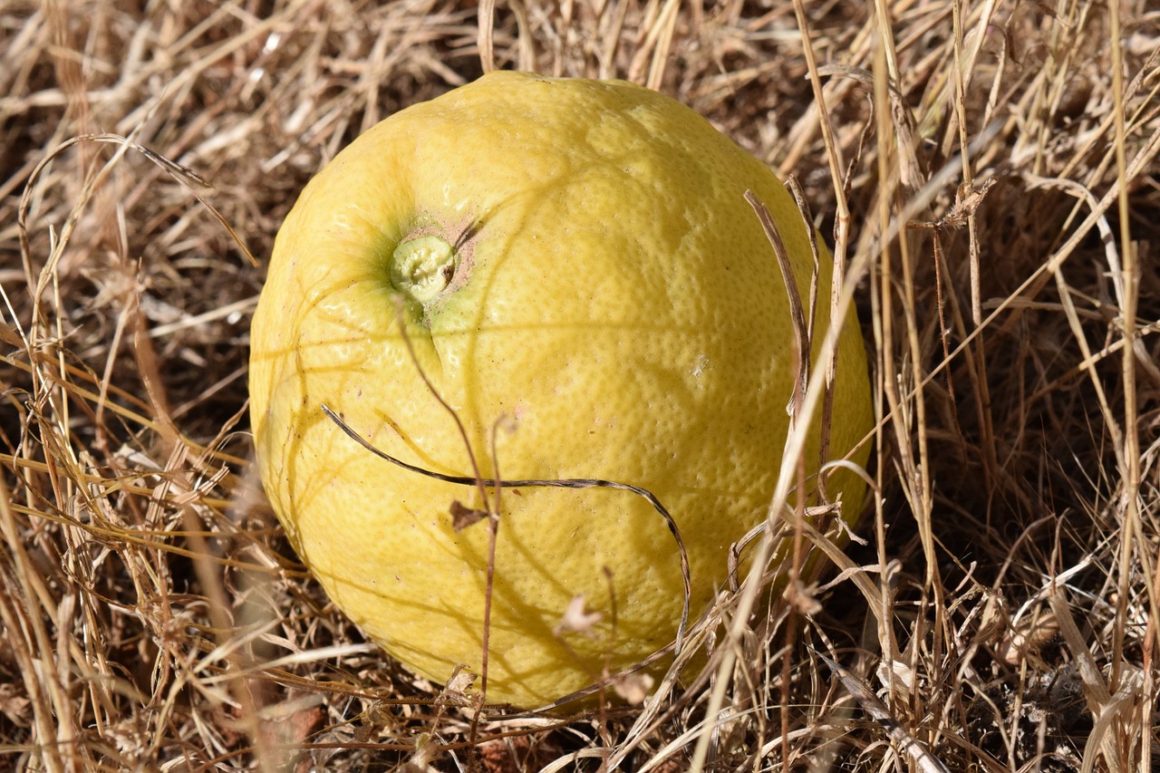 lemon ripe yellow free photo