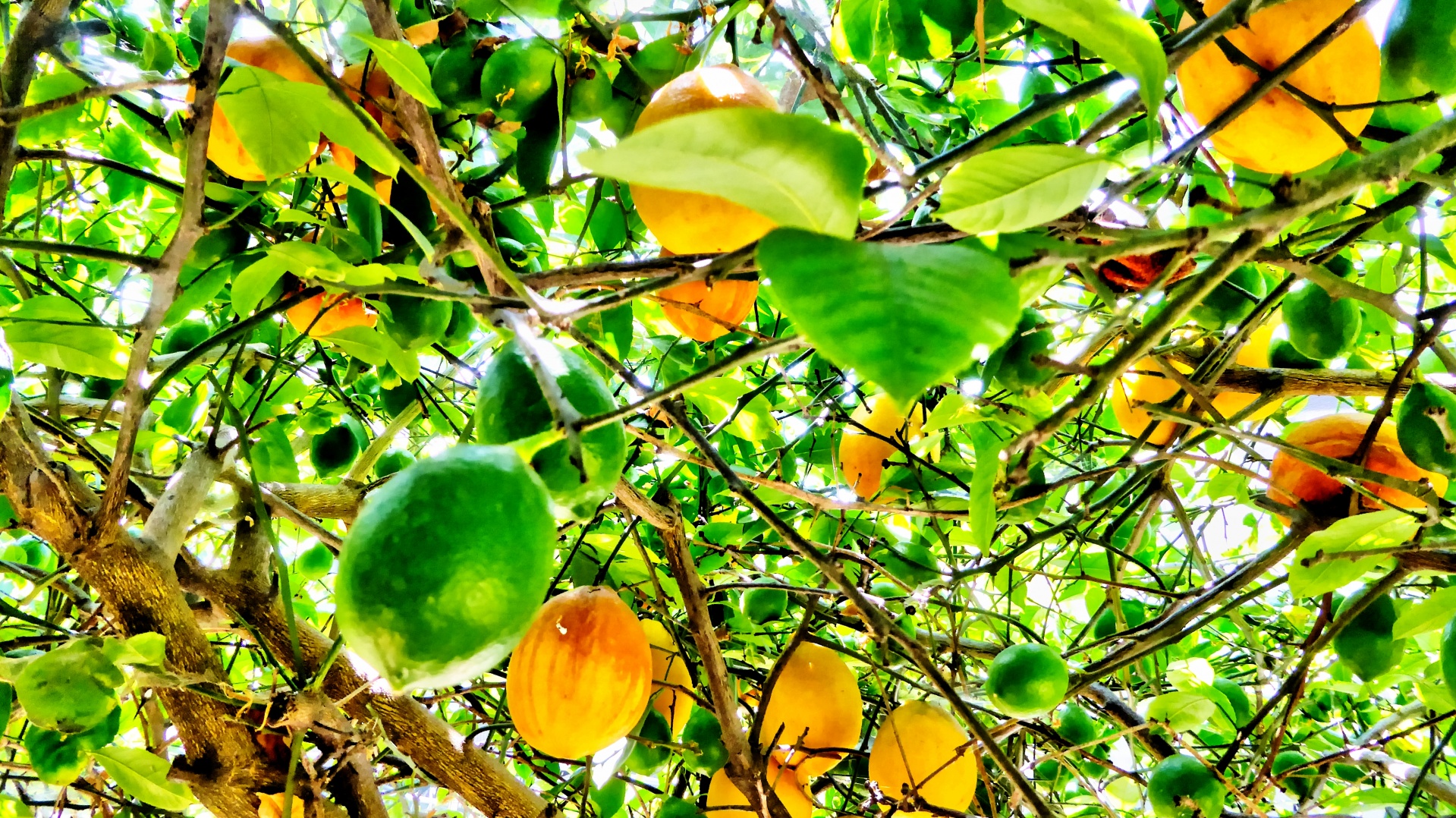 tree lemon lemons free photo