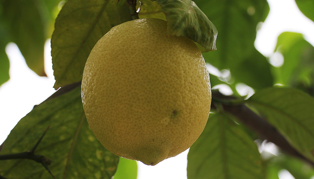 lemon citrus fruit lemon tree free photo