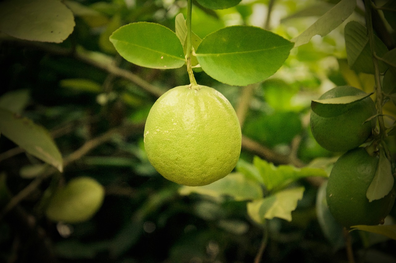 lemon tree nature free photo