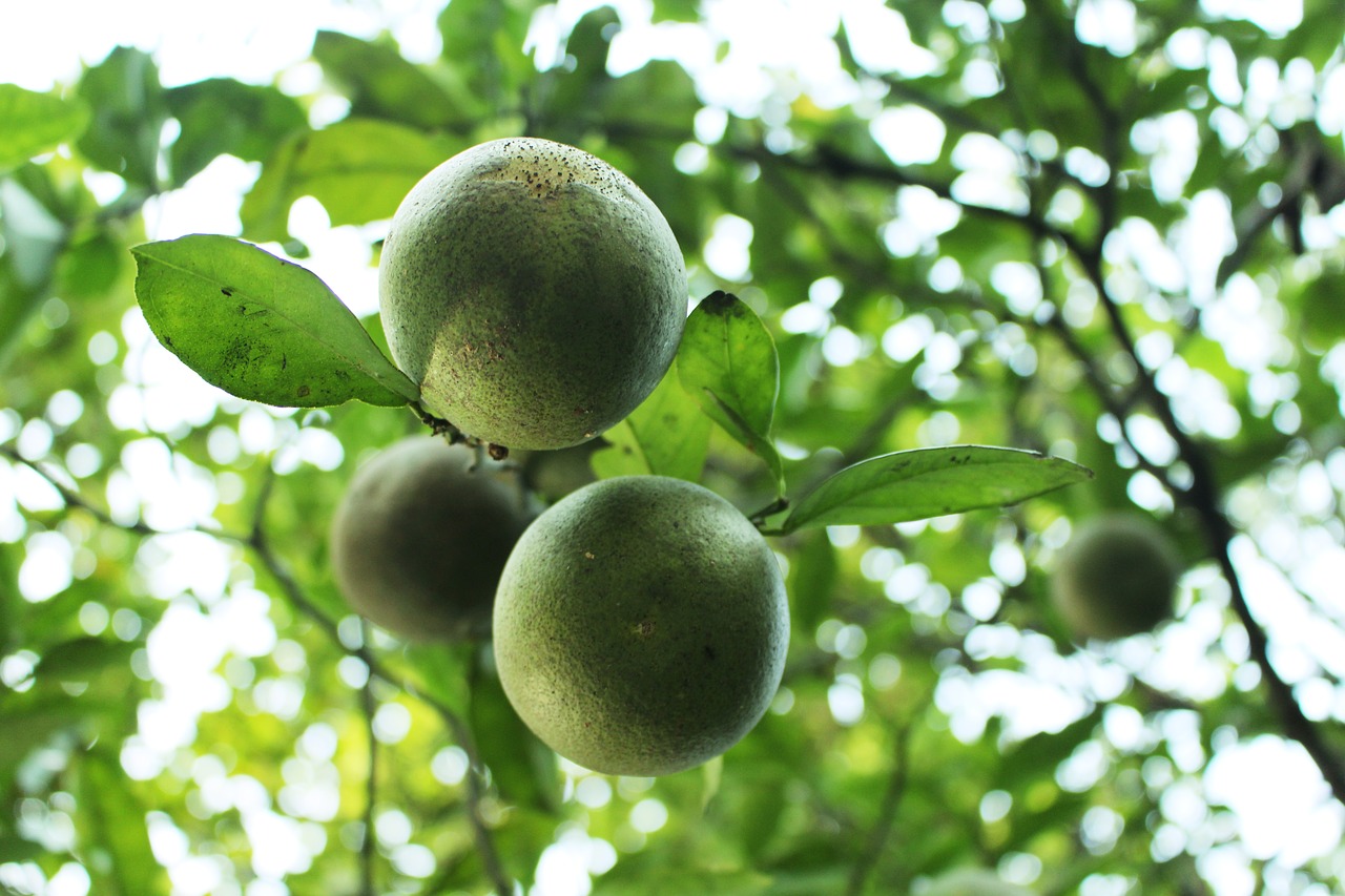 lemon natural citrus fruits free photo