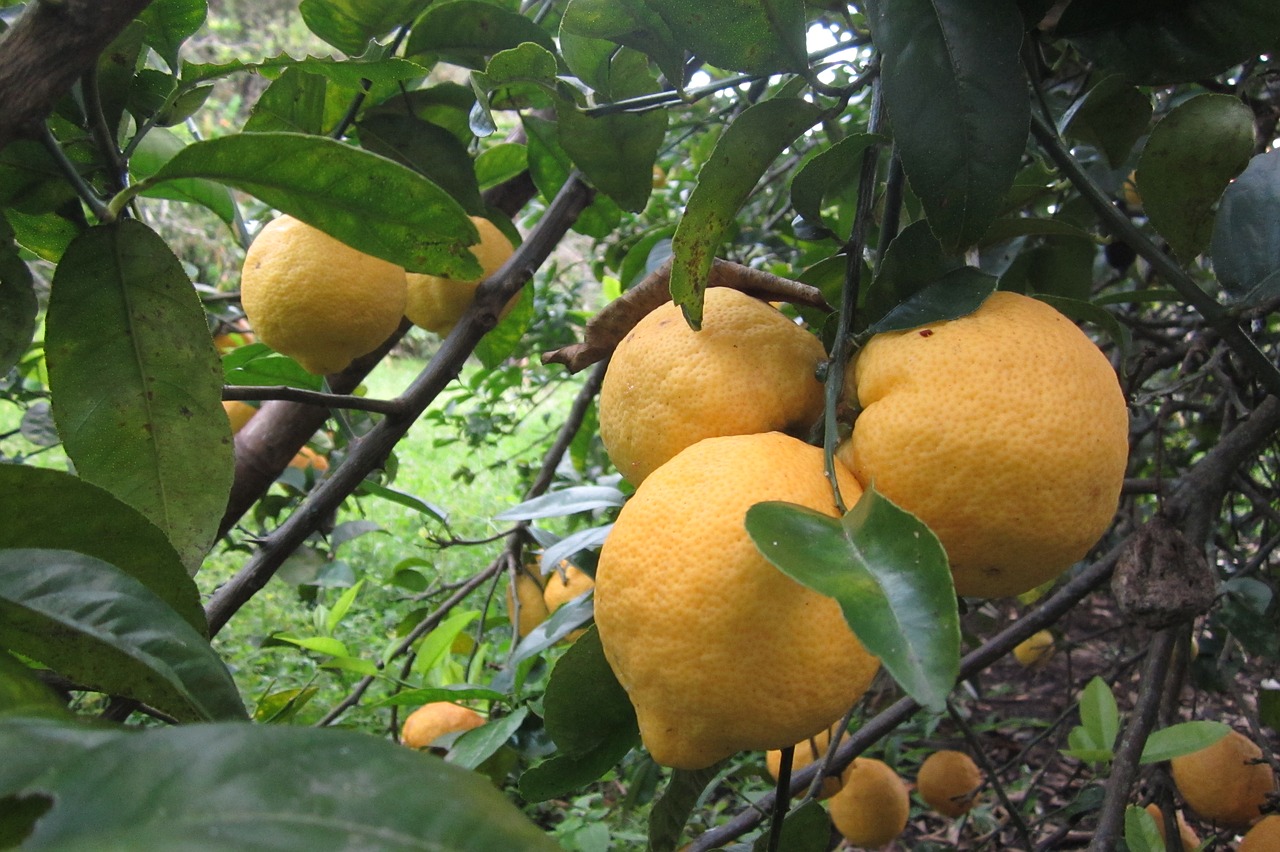 lemon tree fruit free photo