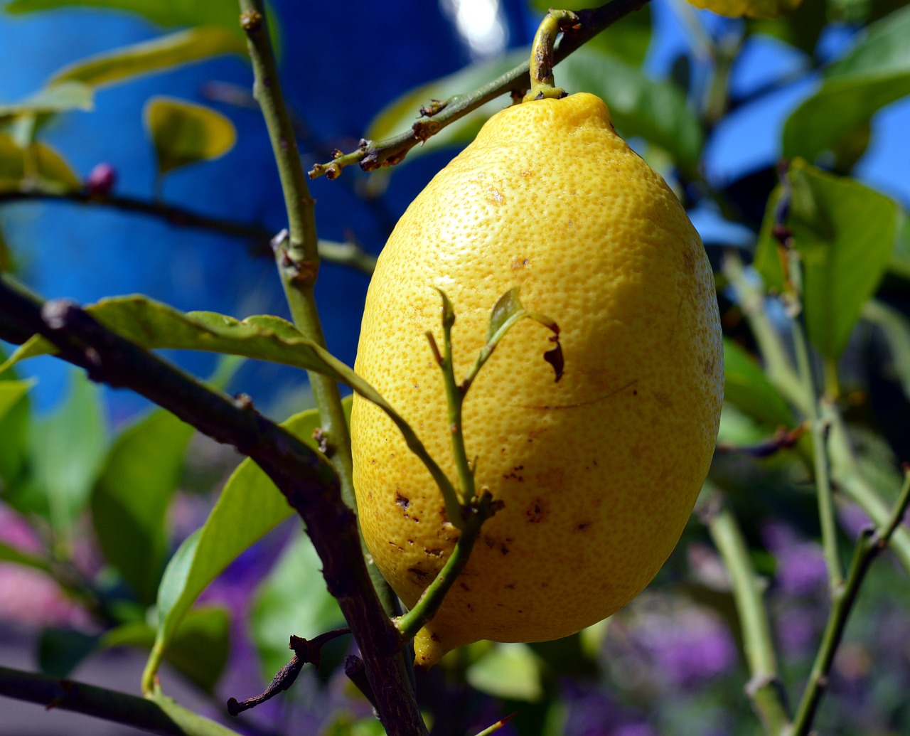 lemon citrus fruits lemon tree free photo