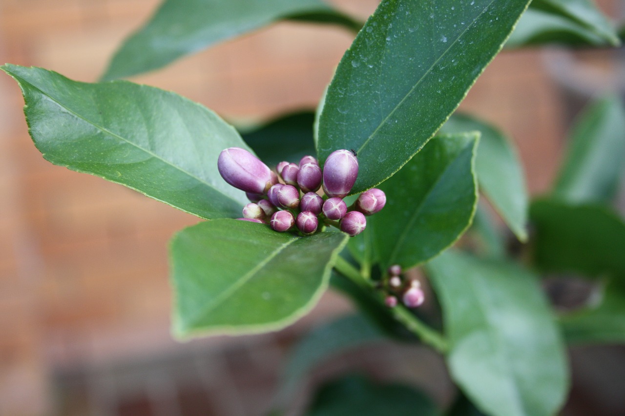 lemon leaves flowers free photo