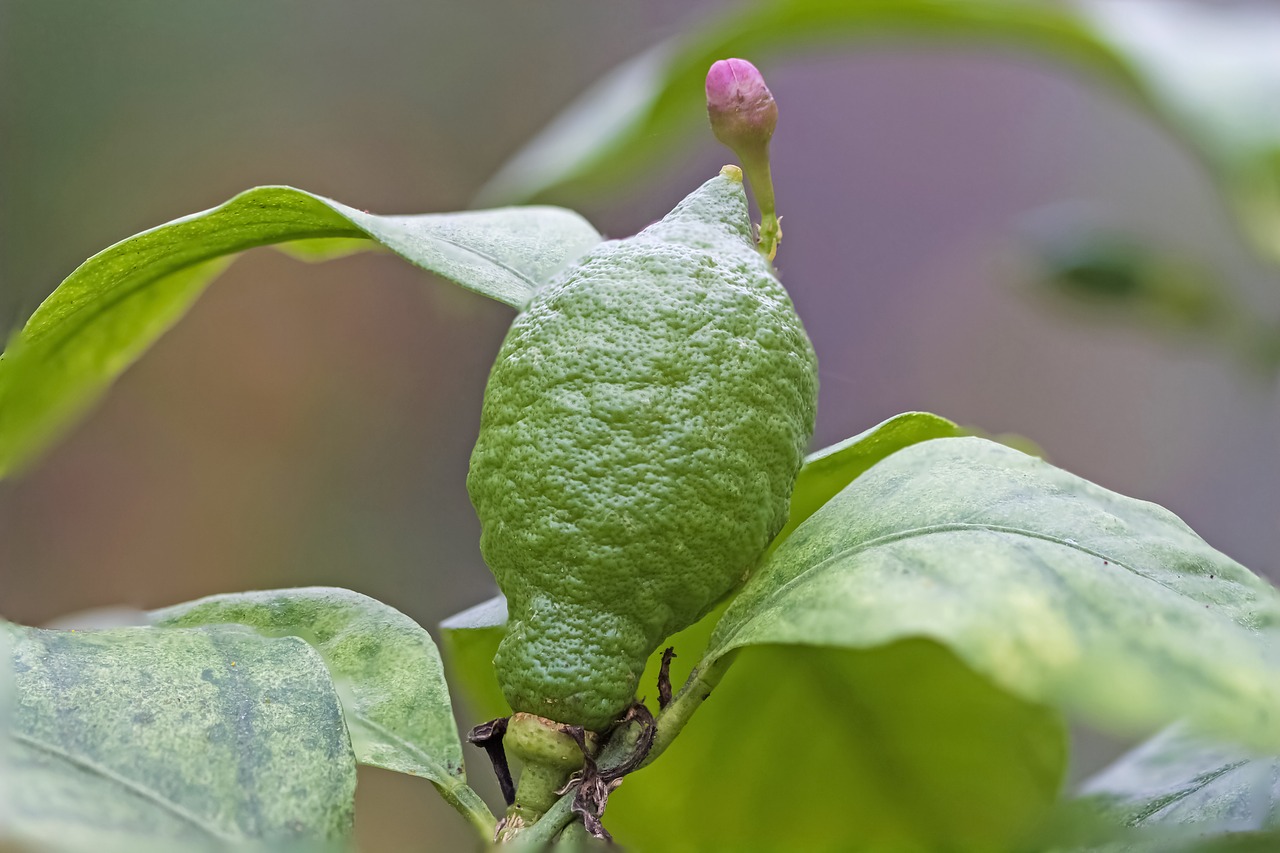 lemon lemon bud green free photo