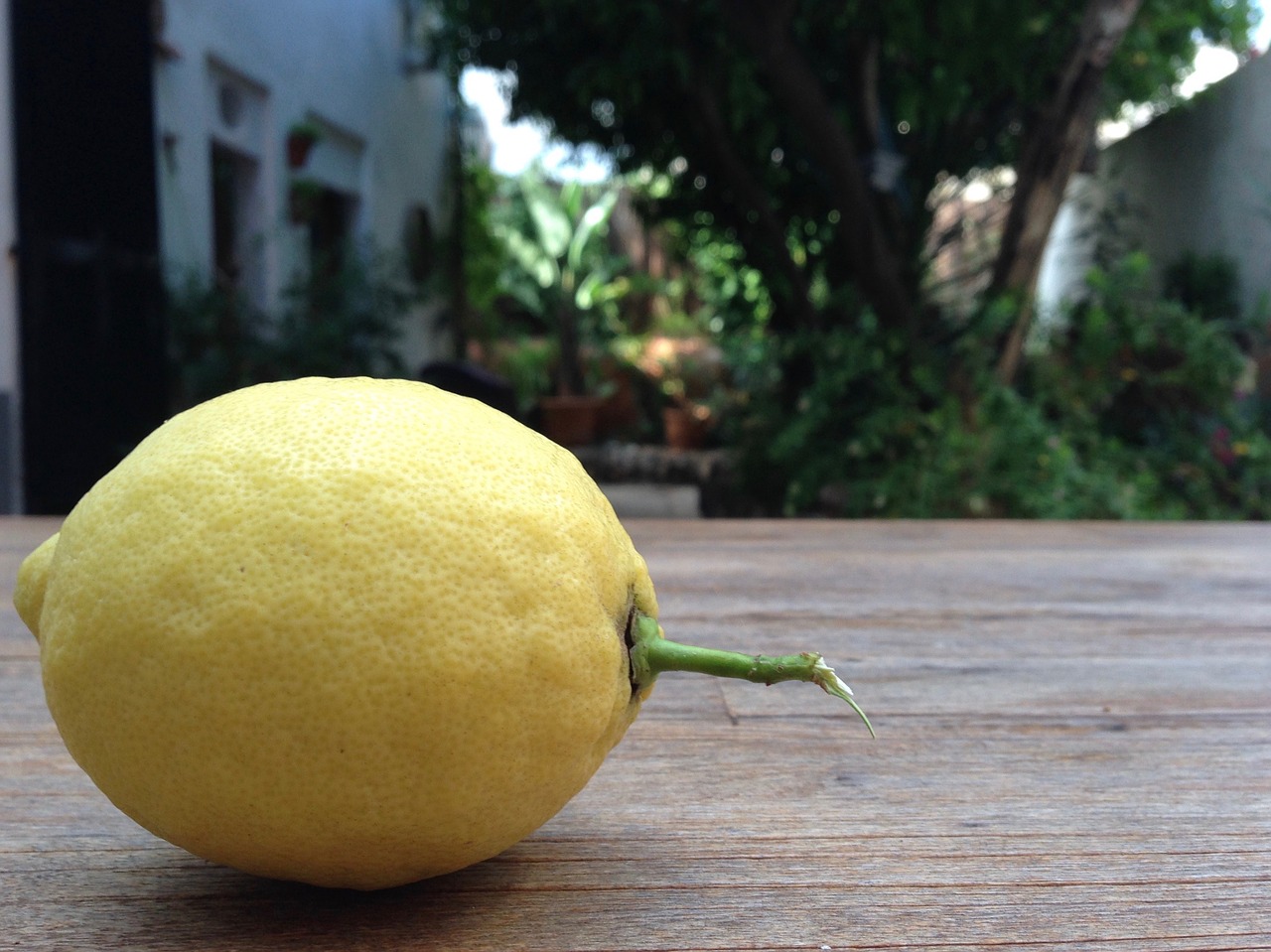lemon yellow fruit free photo