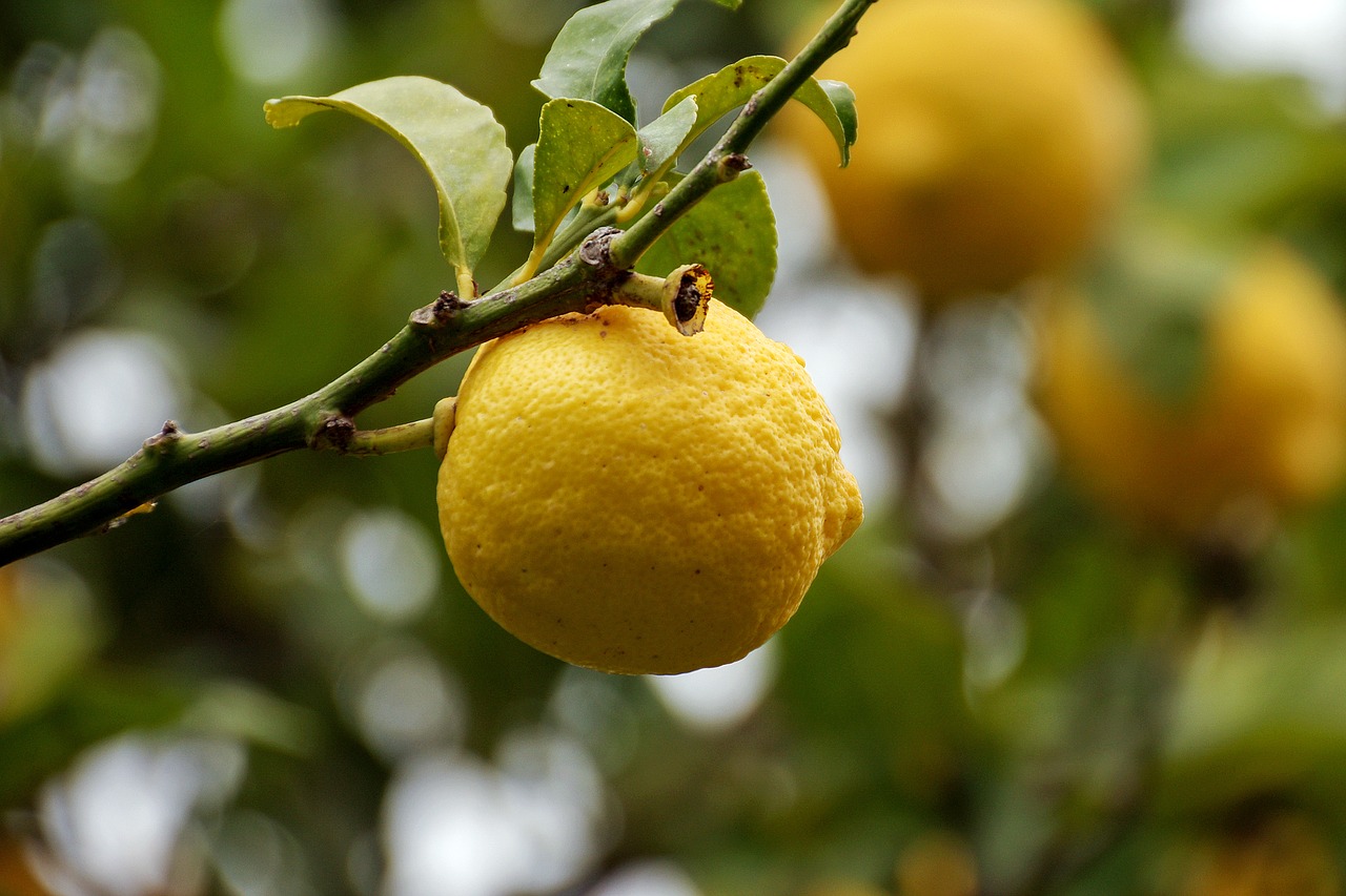 citrus limon yellow free photo