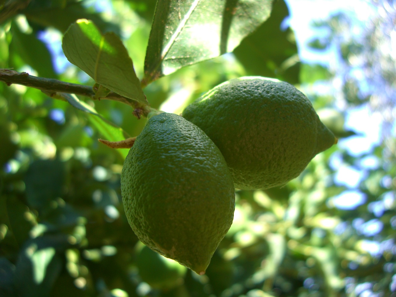 lemon sicily italy free photo