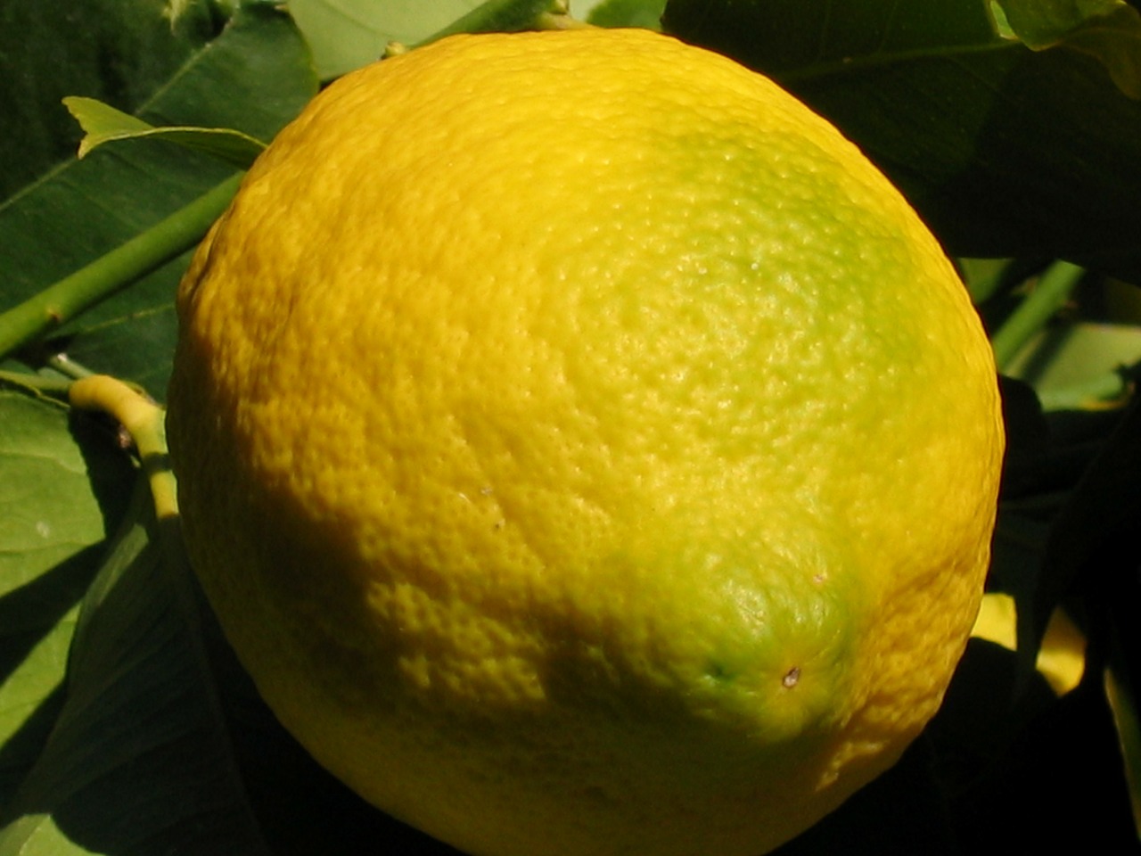 lemon fruit citrus free photo