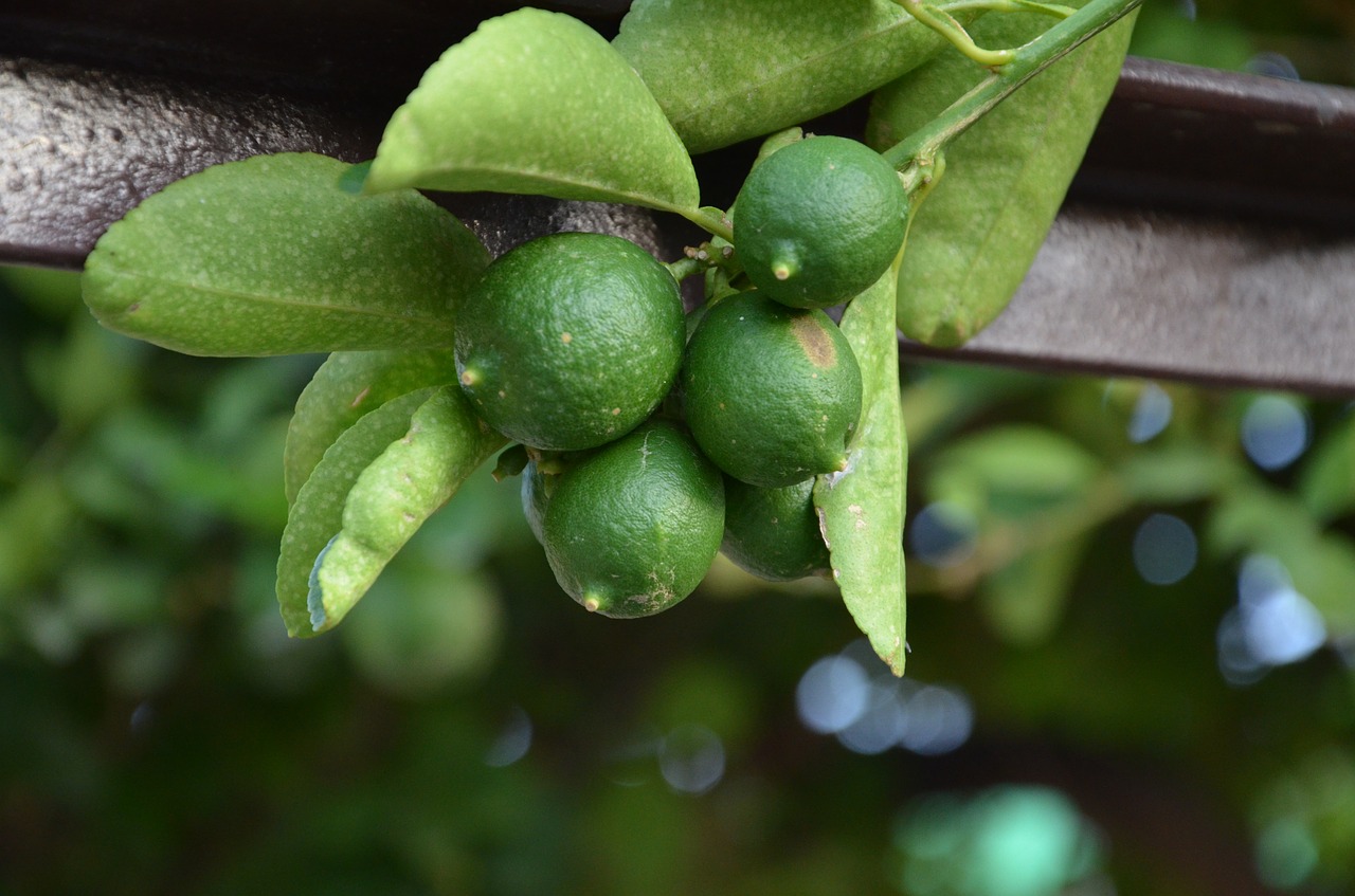 lime fruit citrus free photo