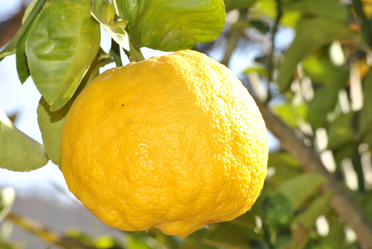 lemon orange fruit free photo