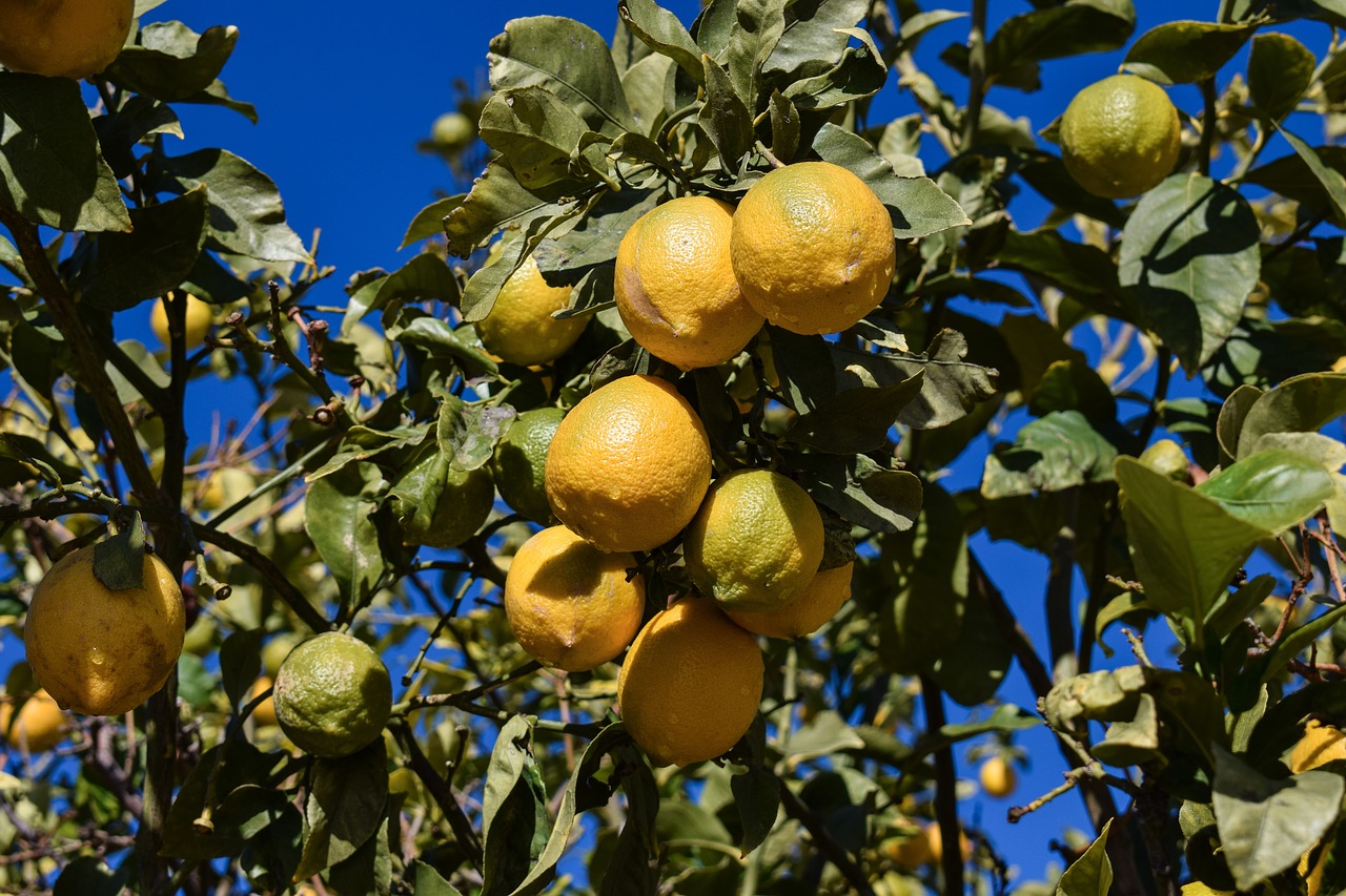 lemon lemon tree morning free photo