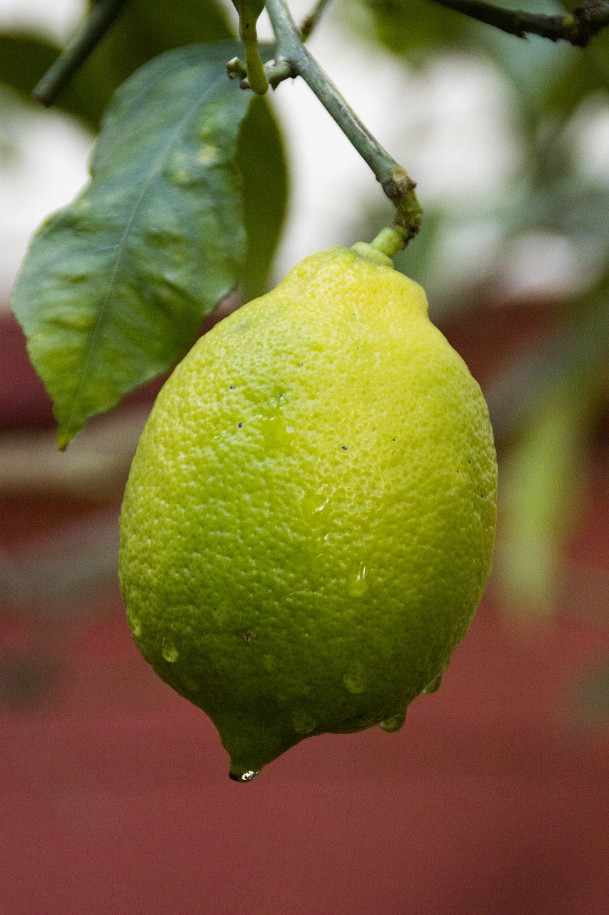 lemon tree garden free photo