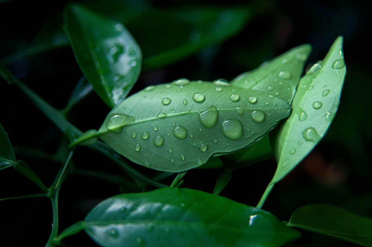 lemon leaf dew free photo