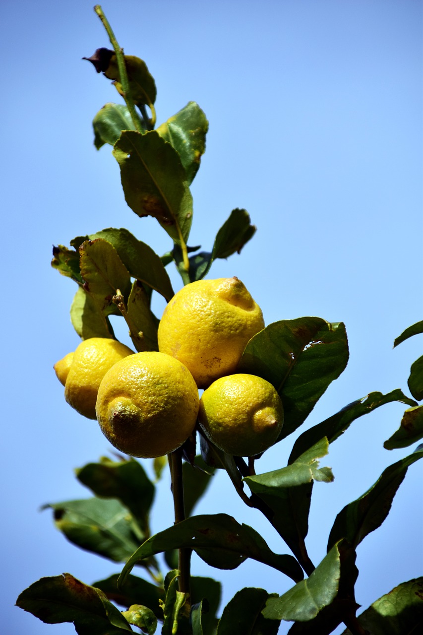 lemon lemon tree citrus fruits free photo