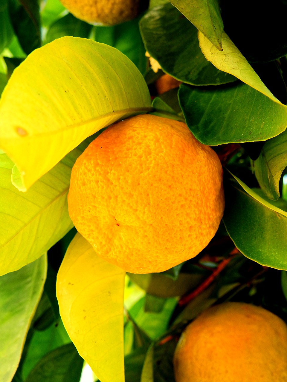 lemon orange mandarin free photo