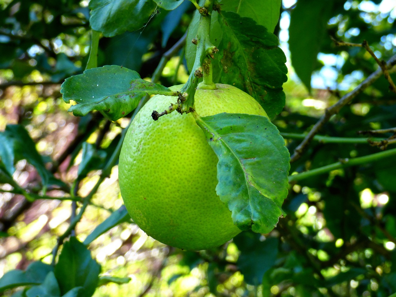 lemon immature green free photo