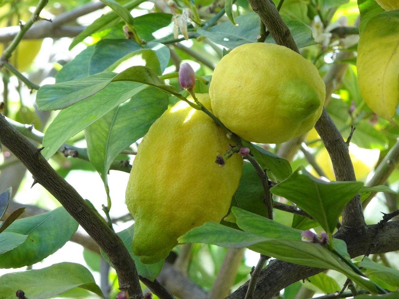 lemon trees spain free photo