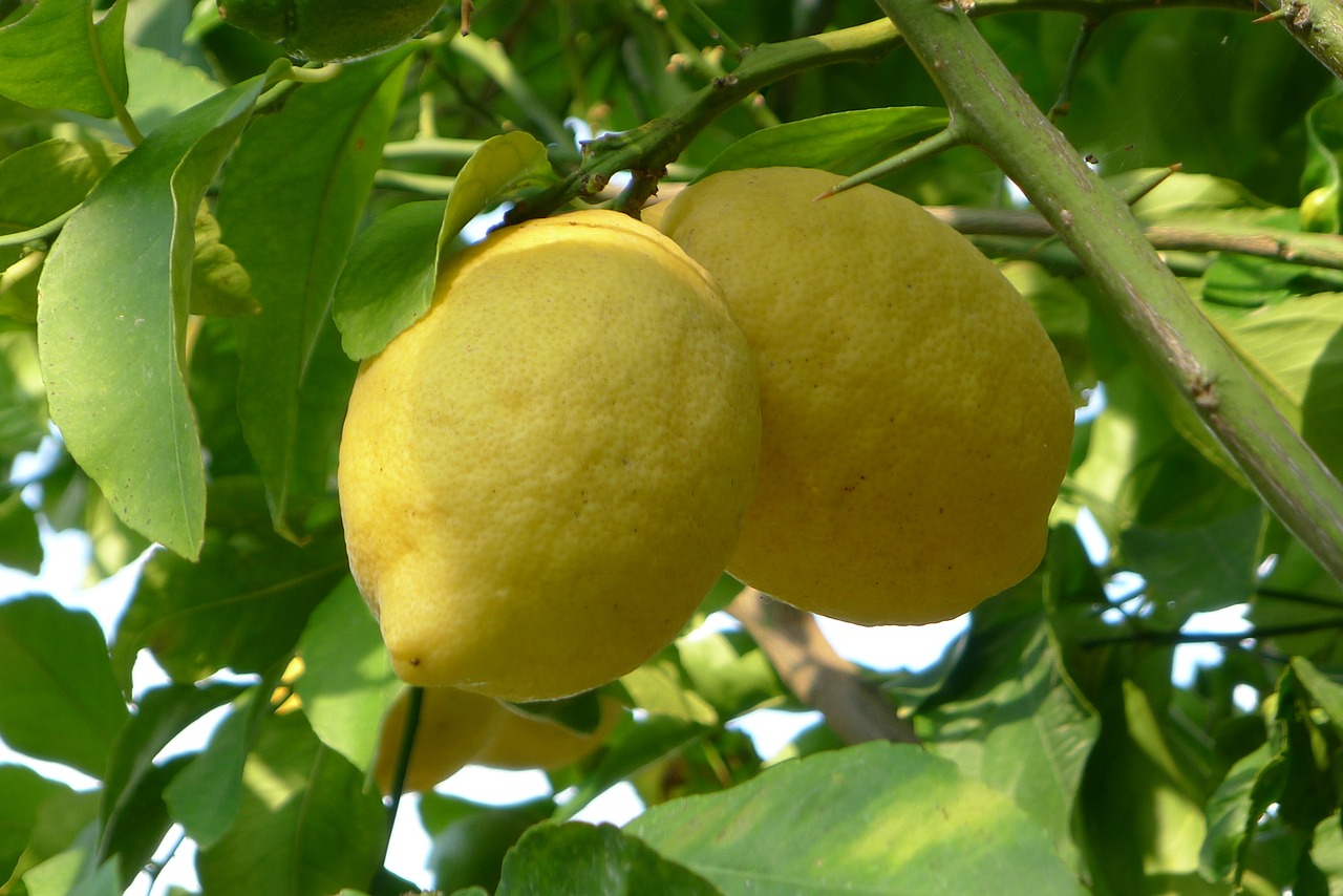 lemon fruit food free photo