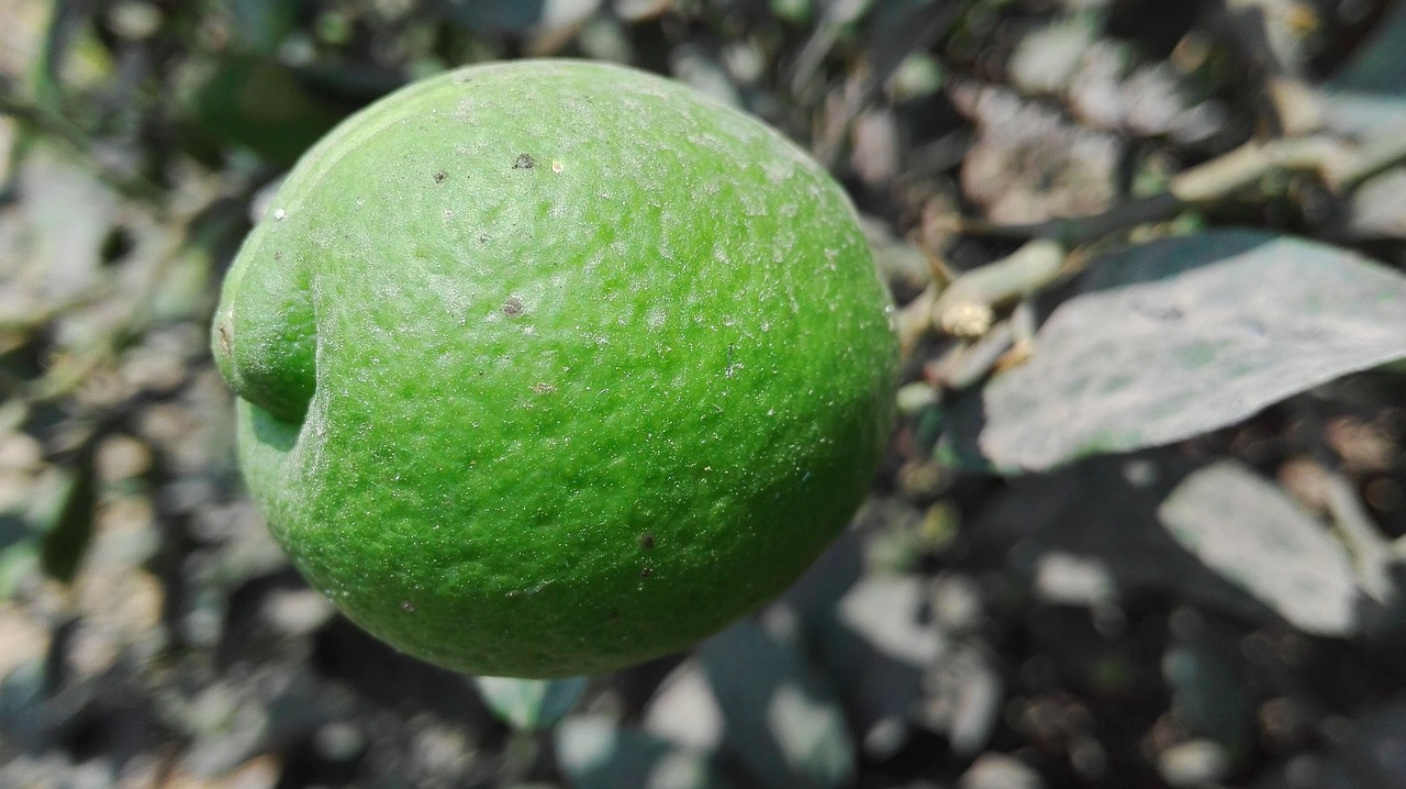 lemon plant free pictures free photo