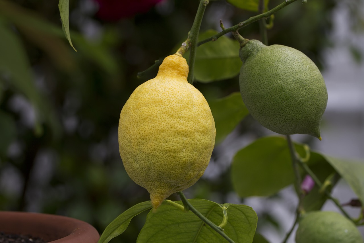 lemon citrus fruit lemon tree free photo