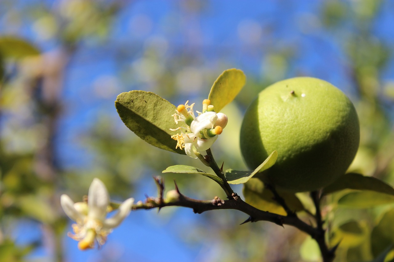 lemon flower plant free photo