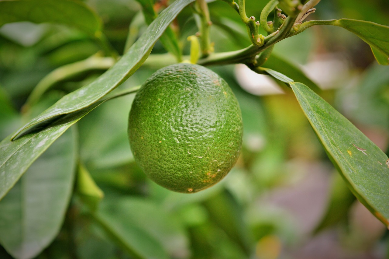 lemon arancio citrus sinensis free photo