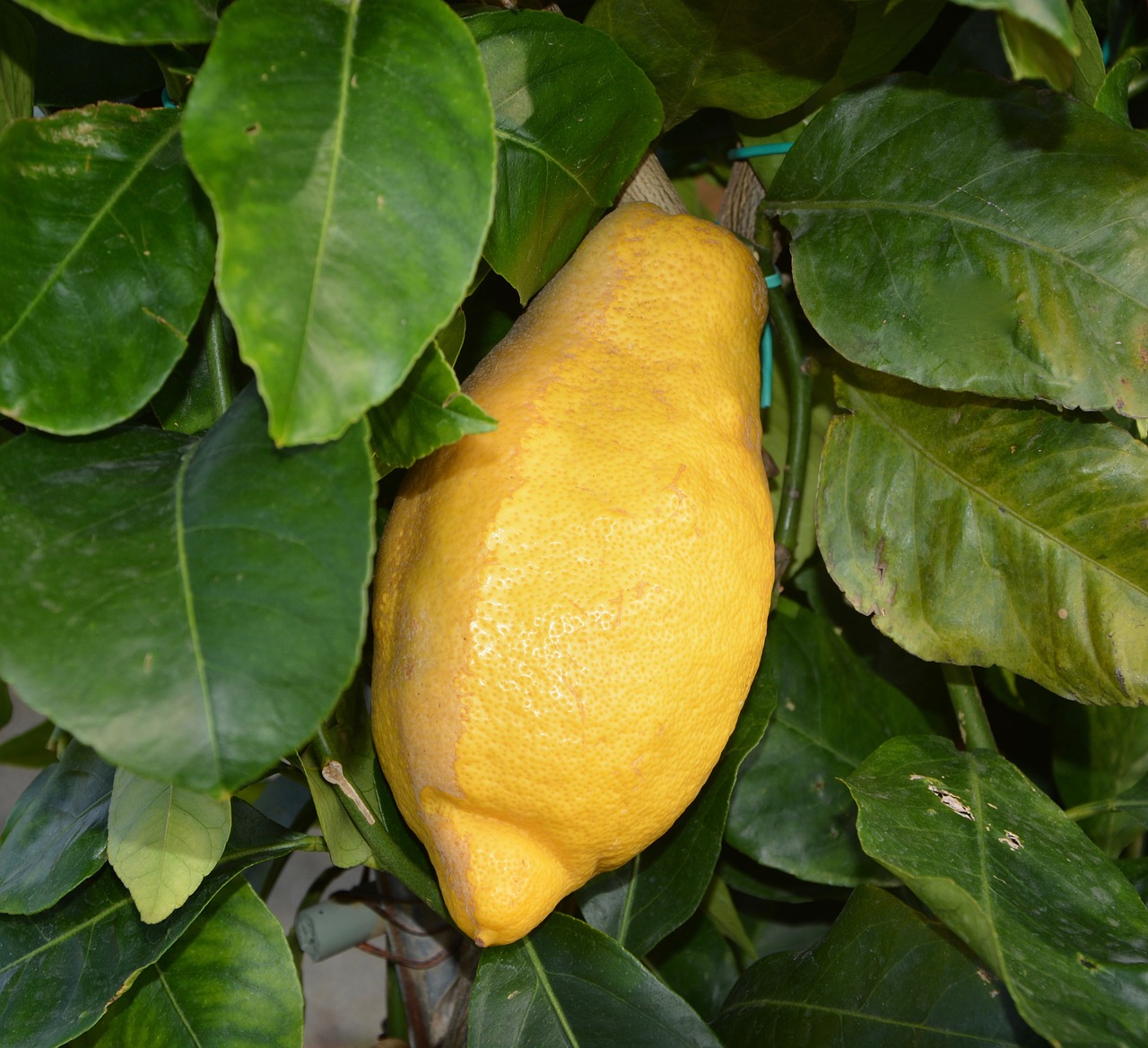 lemon citrus lemon tree free photo