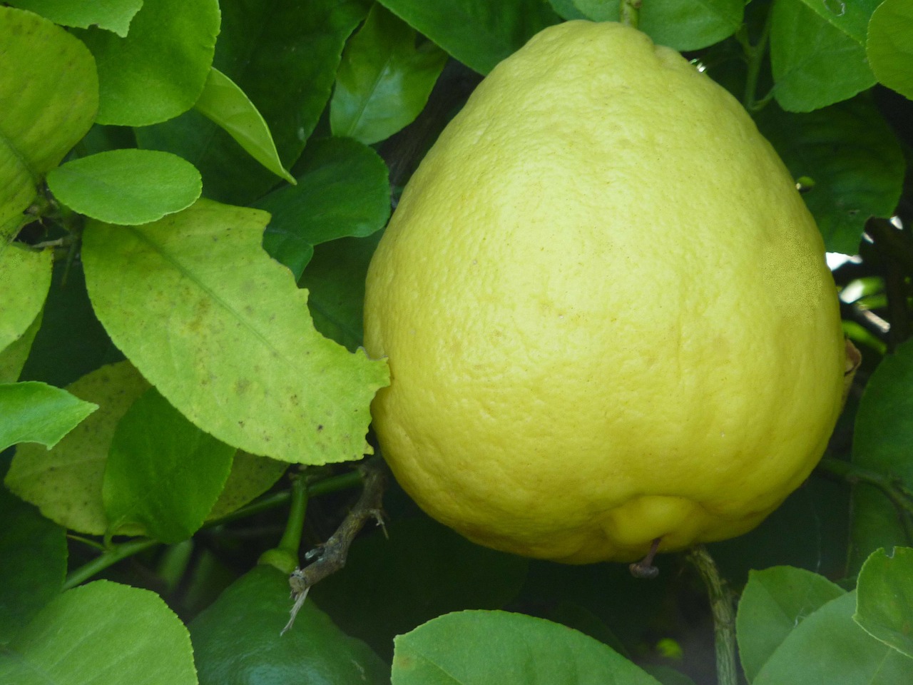 lemon ponderosa lemon fruit free photo