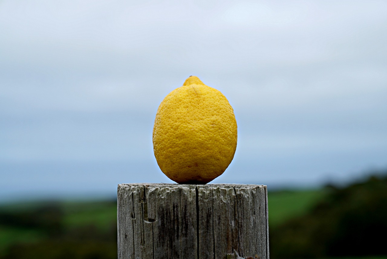 lemon natural farmland free photo