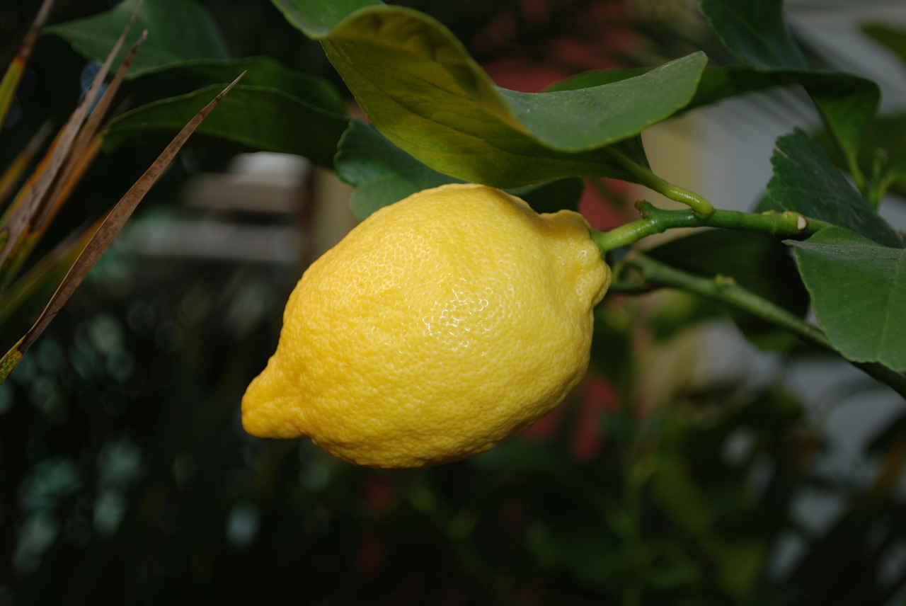 lemon lemon tree nature free photo