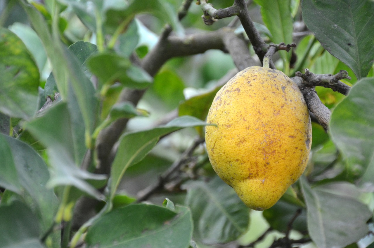 lemon tree citrus fruits free photo