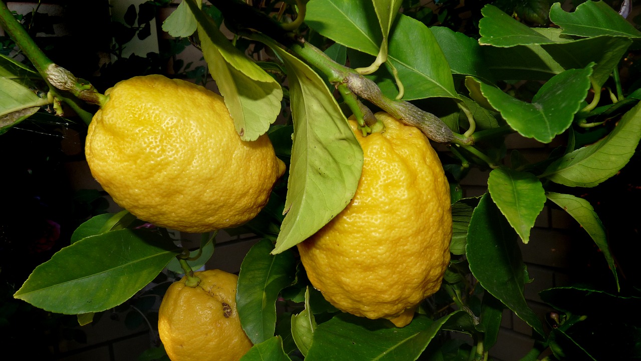 lemon tree citrus free photo