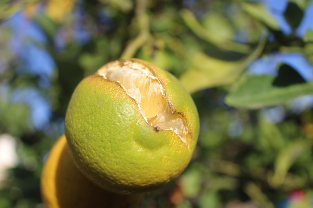 lemon citric fruit free photo