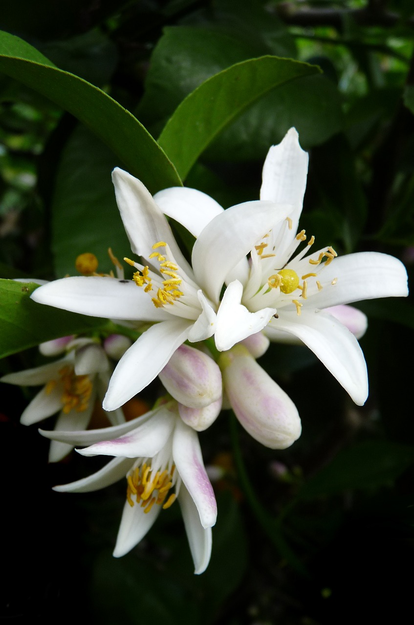 lemon flower citrus free photo