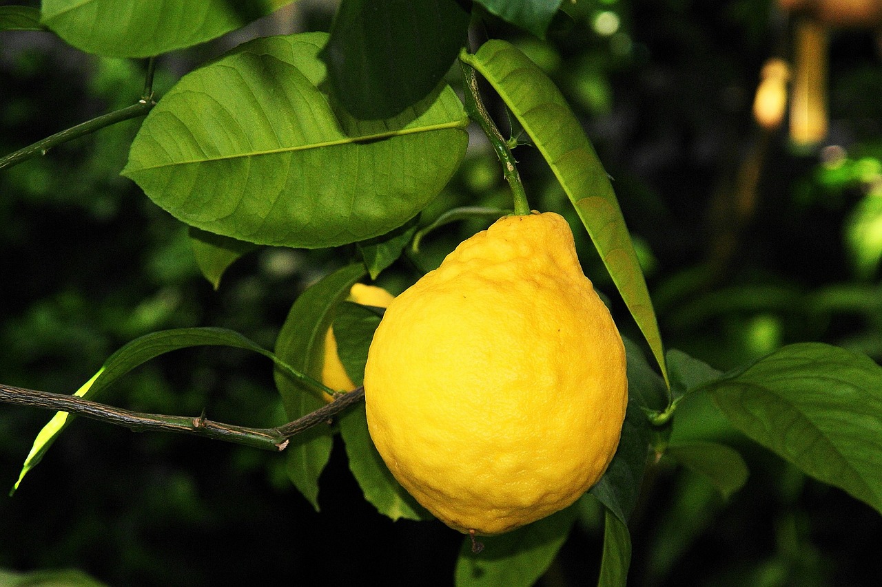 lemon fruit vitamins free photo