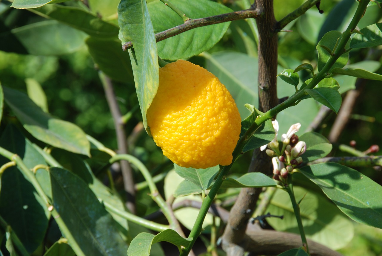 lemon lemon tree lemon fruit free photo