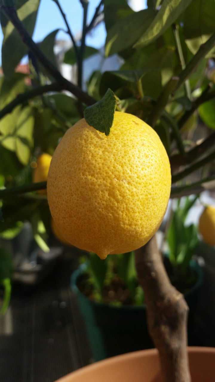 lemon yellow citrus fruits free photo