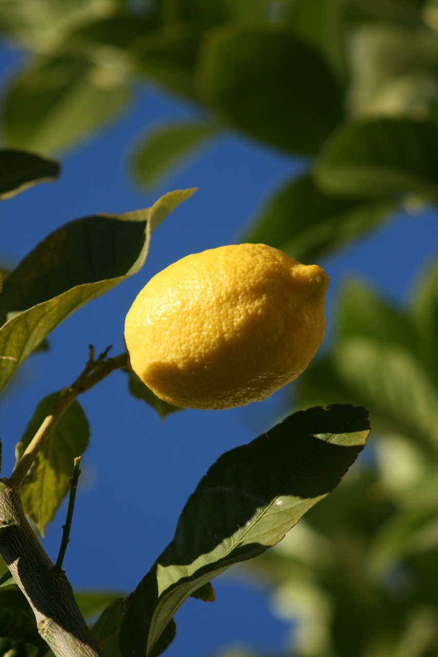 lemon green mediterranean free photo
