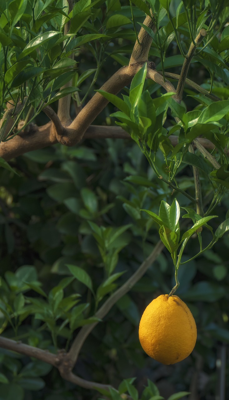 lemon  tree  citrus free photo