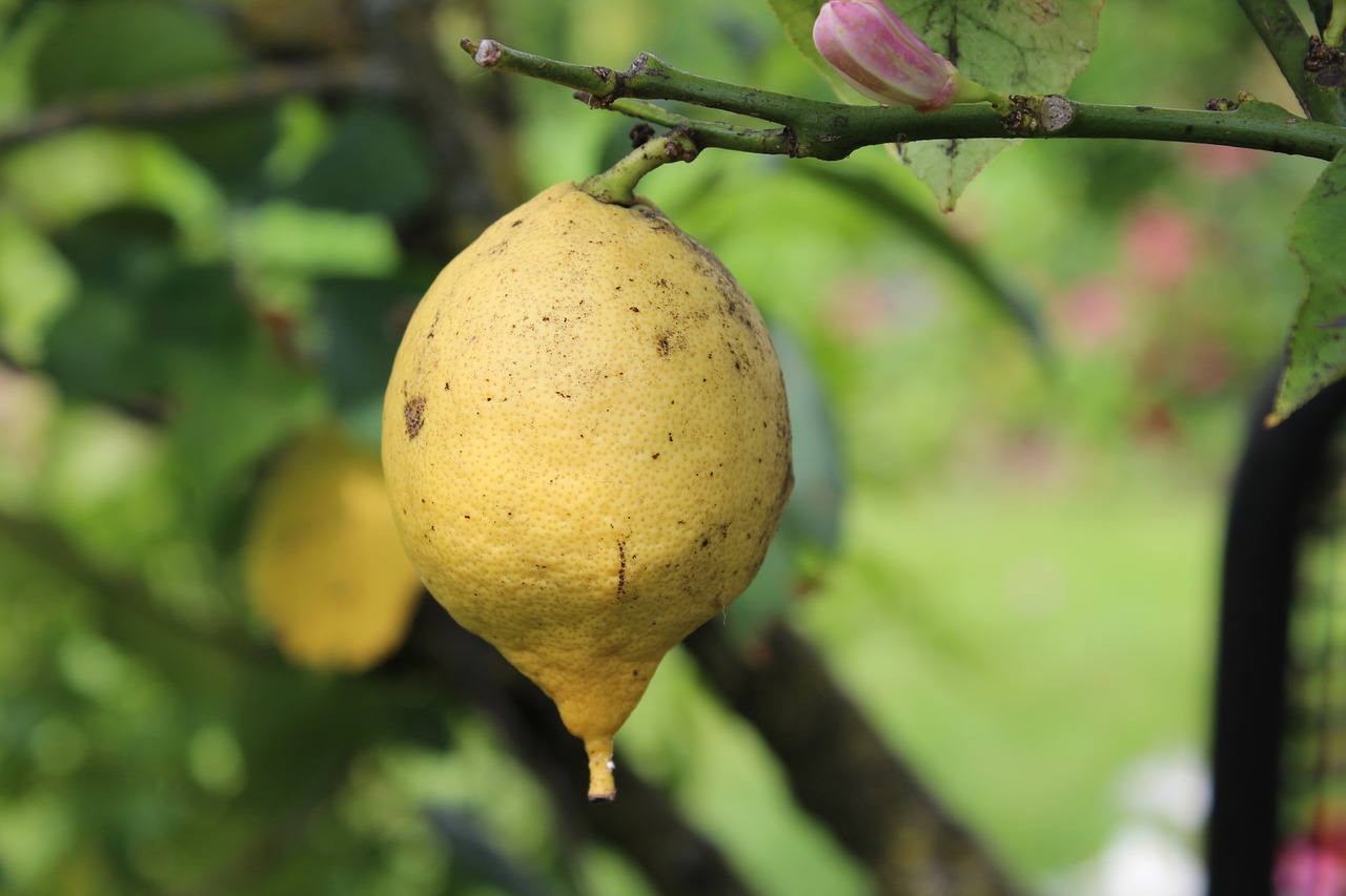 lemon  lemon tree  fruit free photo