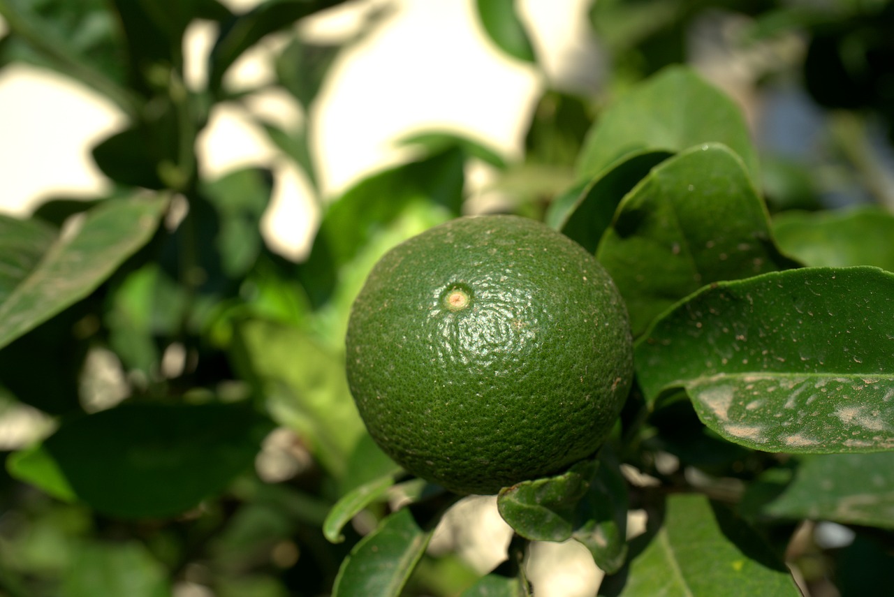 lemon  lime  fruit free photo